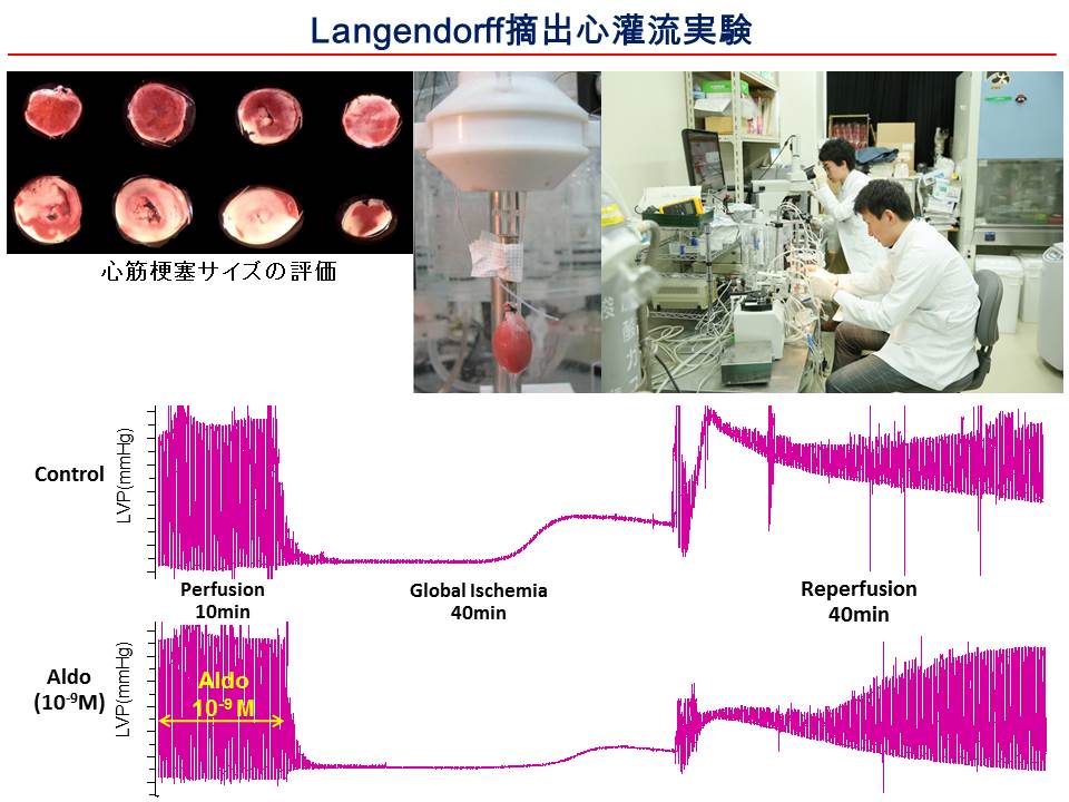 Langendorff摘出心灌流実験